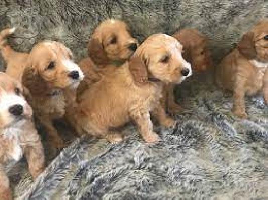 PoulaTo: Blue roan lemon roan čokoladni roan štenci sada traže tamo